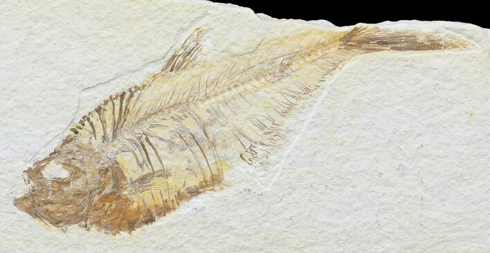 Bargain, Diplomystus Fossil Fish - Wyoming #67940